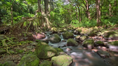 Jungle River Waterfall Tracking HDR Time Lapse, Hawaii, Oahu Vidéo 41594859