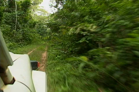 Jungle Road Video stock 488275