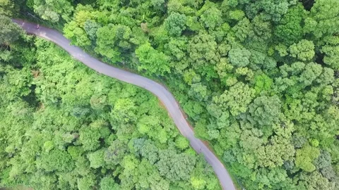 Jungle road Stock Footage 139082933