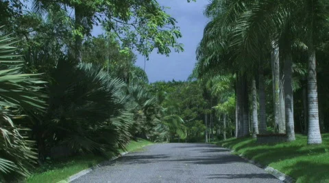 Jungle Roads - 01 Stock Footage 622048