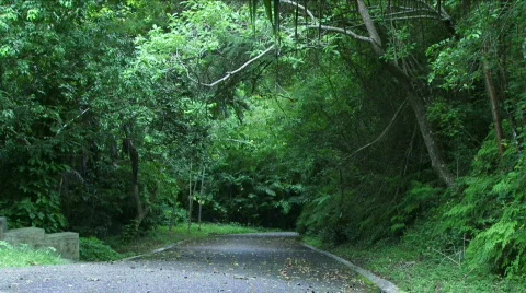 Jungle Roads - 03 Stock Footage 622057