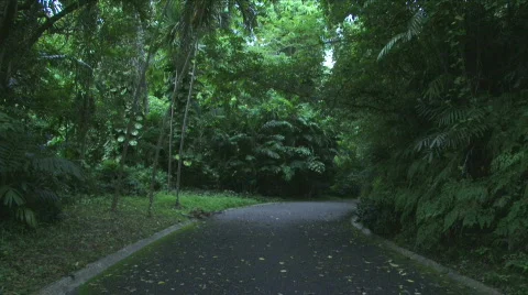 Jungle Roads - 04 Stock Footage