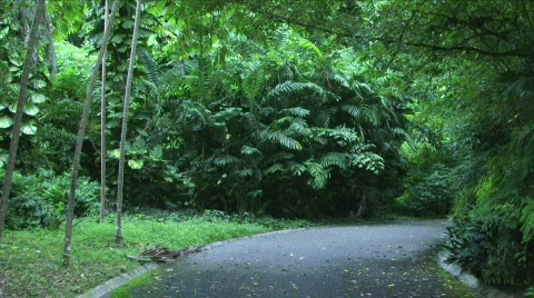 Jungle Roads - 05 Stock Footage 622070