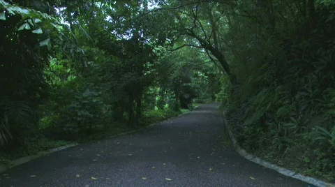 Jungle Roads - 06 Stock Footage 622080