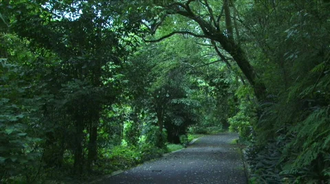 Jungle Roads - 07 Stock Footage 622086