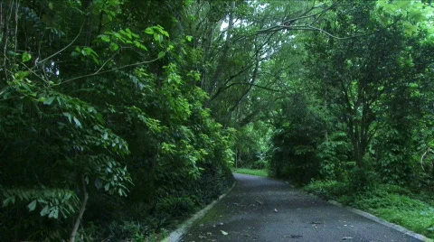 Jungle Roads - 08 Stock Footage 622090
