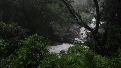 Jungle Root Bridge in the Rain - Dark Moody Slowmotion Shot India Stock Footage