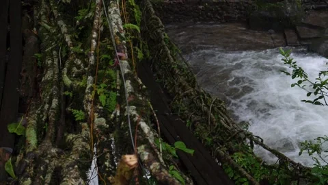 Jungle Root Bridges Focus Transition Slowmotion Shillong Stock Footage 139231464