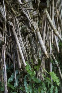 Jungle roots Foto stock
