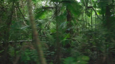 Jungle Run Stock Footage 163941347