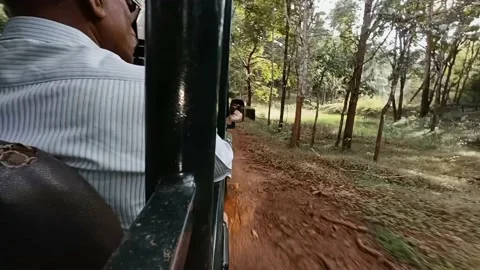 Jungle safari Stock Footage 212098451