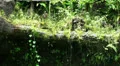 Jungle scene with butterflies HD Footage