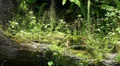 Jungle scene close up with tropic butterflies HD Footage
