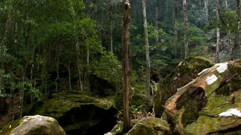 Jungle scene with panning camera Stock Footage 68493345