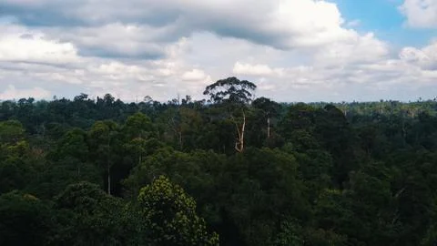 Jungle sky, bridge on trees Stock Photos