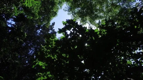 Jungle Sky Stock Footage 97422061