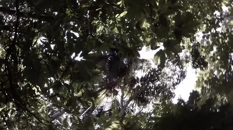 Jungle sky Stock Footage 116910186