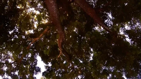 Jungle sky 스톡 동영상 116910225