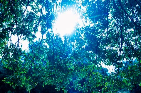 Jungle Sky Stock Photos