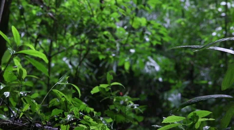 Jungle sliding scene 스톡 동영상 55384486