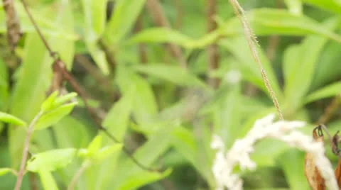 Jungle Spider Rack Focus Vídeo Stock 25853241