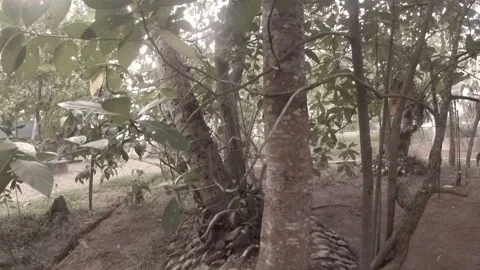 The jungle of Sri Lanka Stock Footage 86696674