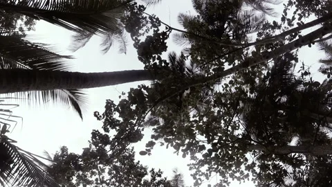 The jungle of Sri Lanka Video stock 86697060