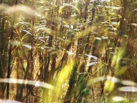 Jungle Stalker Stock Footage 489925