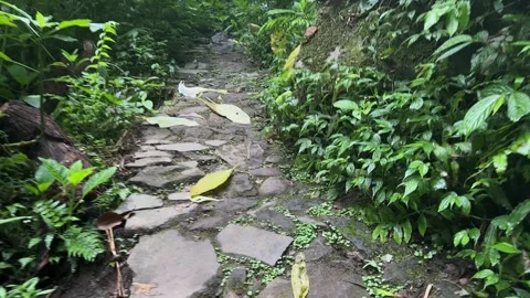 Jungle Stone Path, Forward Walking Movement, Lush Tropical Forest Stock Footage 324850005