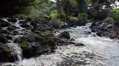 A jungle stream and waterfall Stock Footage 3980799