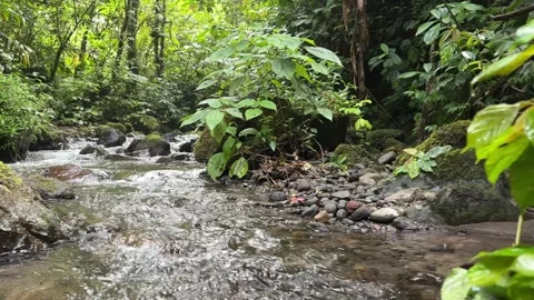Jungle Stream Flowing Over Rocks, Lush Green Rainforest, Low Angle Shot Stock Footage 325645772