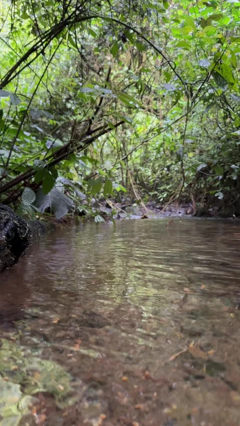 Jungle Stream Flowing Through Lush Rainforest, Low Angle Vertical Shot Video stock 325303724