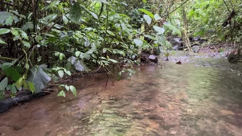 Jungle Stream Flowing Through Lush Green Tropical Forest, Upward Pan Stock Footage 325303843