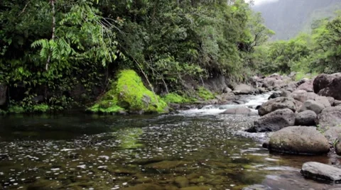 Jungle Stream Video stock 2870724