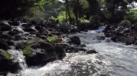 Jungle Stream Stock Footage 3980637