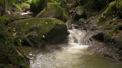 Jungle Stream Stock-Footage 5123333