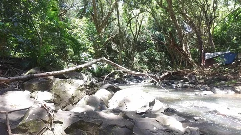 Jungle Stream Stock Footage 97419132