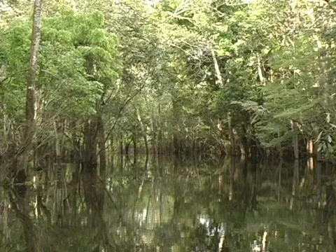 Jungle Stream-Pan Stock-Footage 818311