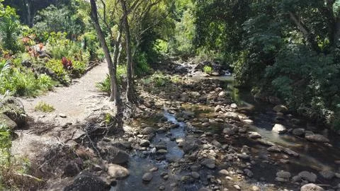 Jungle Stream Stock Photos
