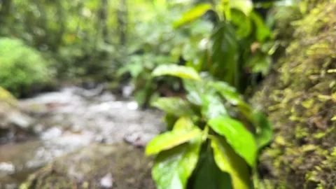Jungle Stream Rack Focus from Mossy Plants, Lush Tropical Forest Stock Footage 325645586
