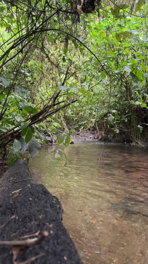Jungle Stream Revealed by Vertical Pan, Lush Green Rainforest, Low Angle Stock Footage 325303857