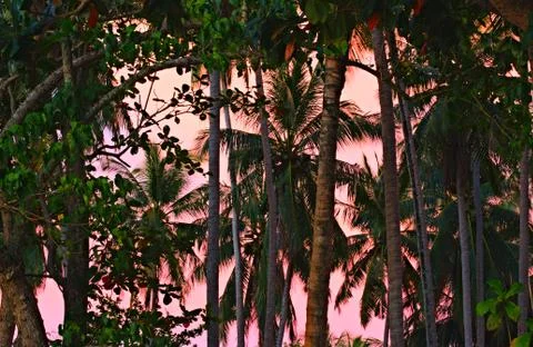 Jungle at sunset Stock-Fotos