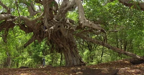 Jungle. A swing tied to a large tree. Costa Rica Stock Footage 82867162