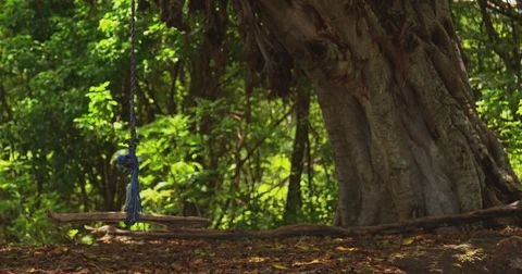 Jungle. A swing tied to a large tree. Costa Rica Stock Footage 82871953