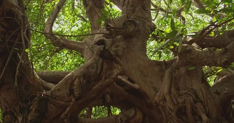 Jungle. A swing tied to a large tree. Costa Rica Stock Footage 82873147