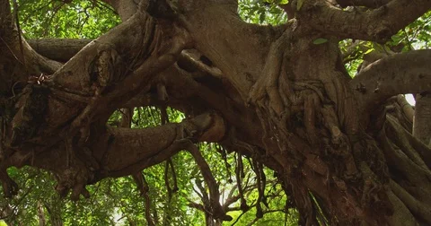 Jungle. A swing tied to a large tree. Costa Rica Stock Footage 82873516