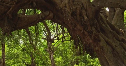 Jungle. A swing tied to a large tree. Costa Rica Stock Footage 82874443