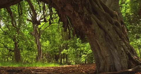 Jungle. A swing tied to a large tree. Costa Rica Stock Footage 82880402