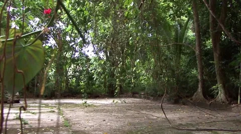 Jungle with swinging branch Video stock 44791080