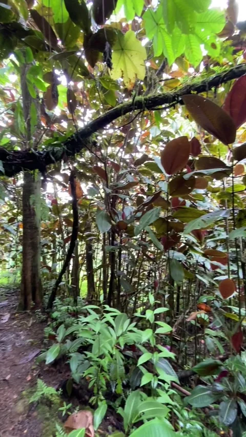 Jungle in Tahiti Видео 344546273